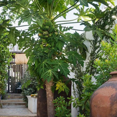 Altanure Almatere - Food Forest Boutique Stay Tavira Zewnętrze zdjęcie
