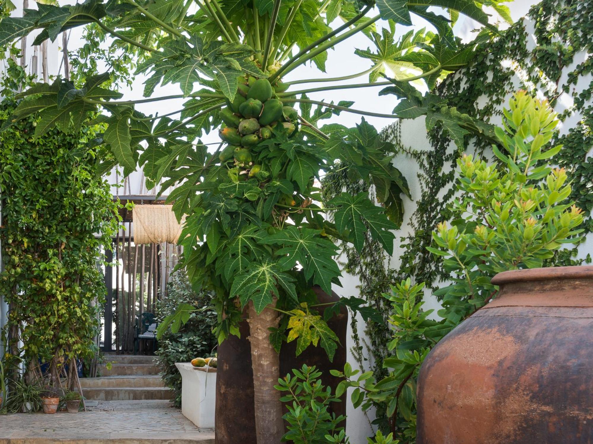 Altanure Almatere - Food Forest Boutique Stay Tavira Zewnętrze zdjęcie